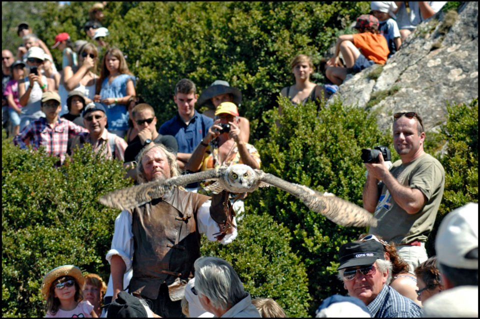 Spectacle de fauconnerie: rapace en vol libre, normandie, paris