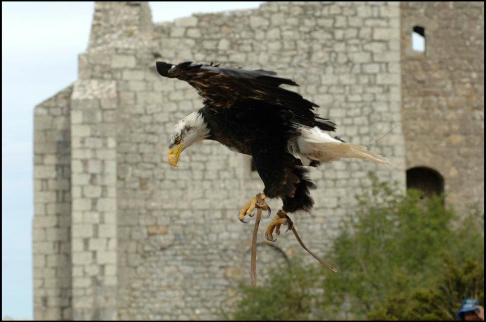 Spectacle de fauconnerie: rapace en vol libre, normandie, paris