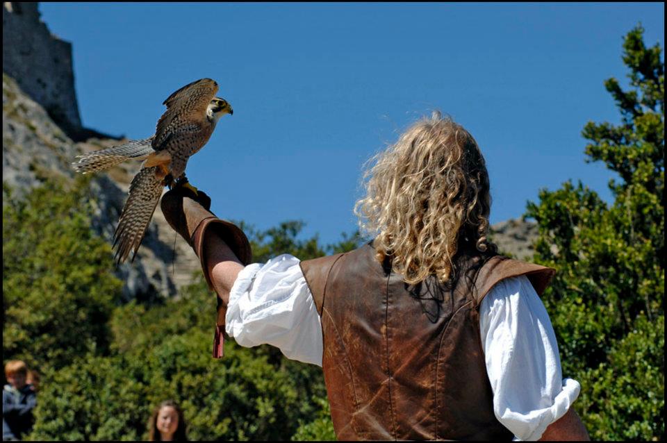 Spectacle de fauconnerie: rapace en vol libre, normandie, paris