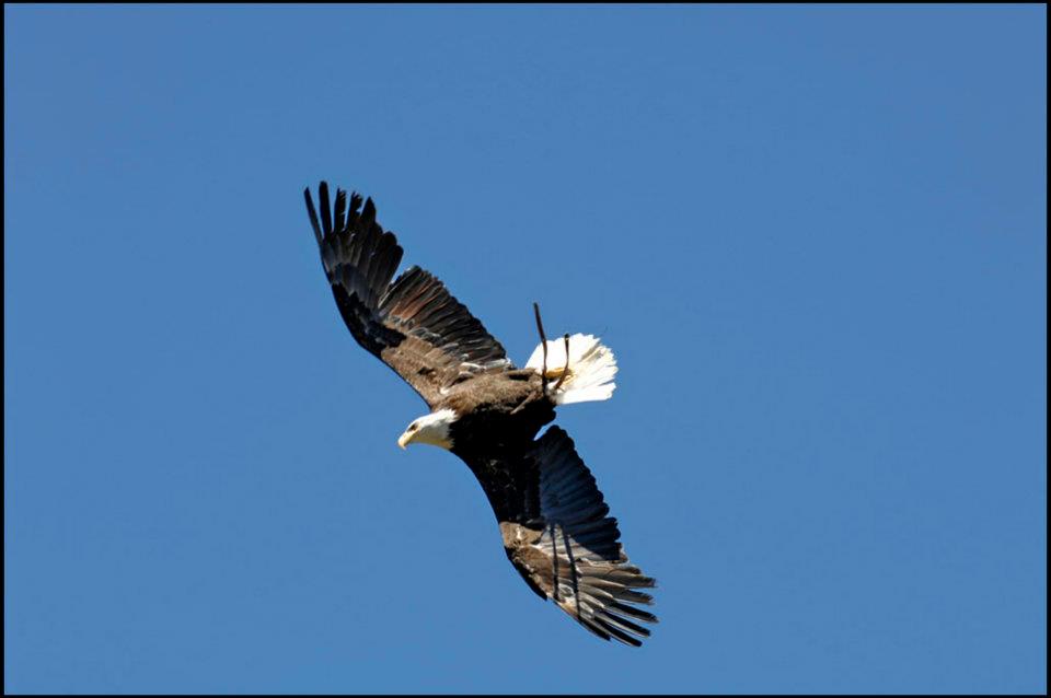 Spectacle de fauconnerie: rapace en vol libre, normandie, paris