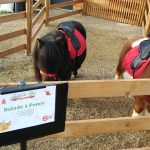 Animation balade en poney - animation enfant arbre de noel , family day , theme nature, environement