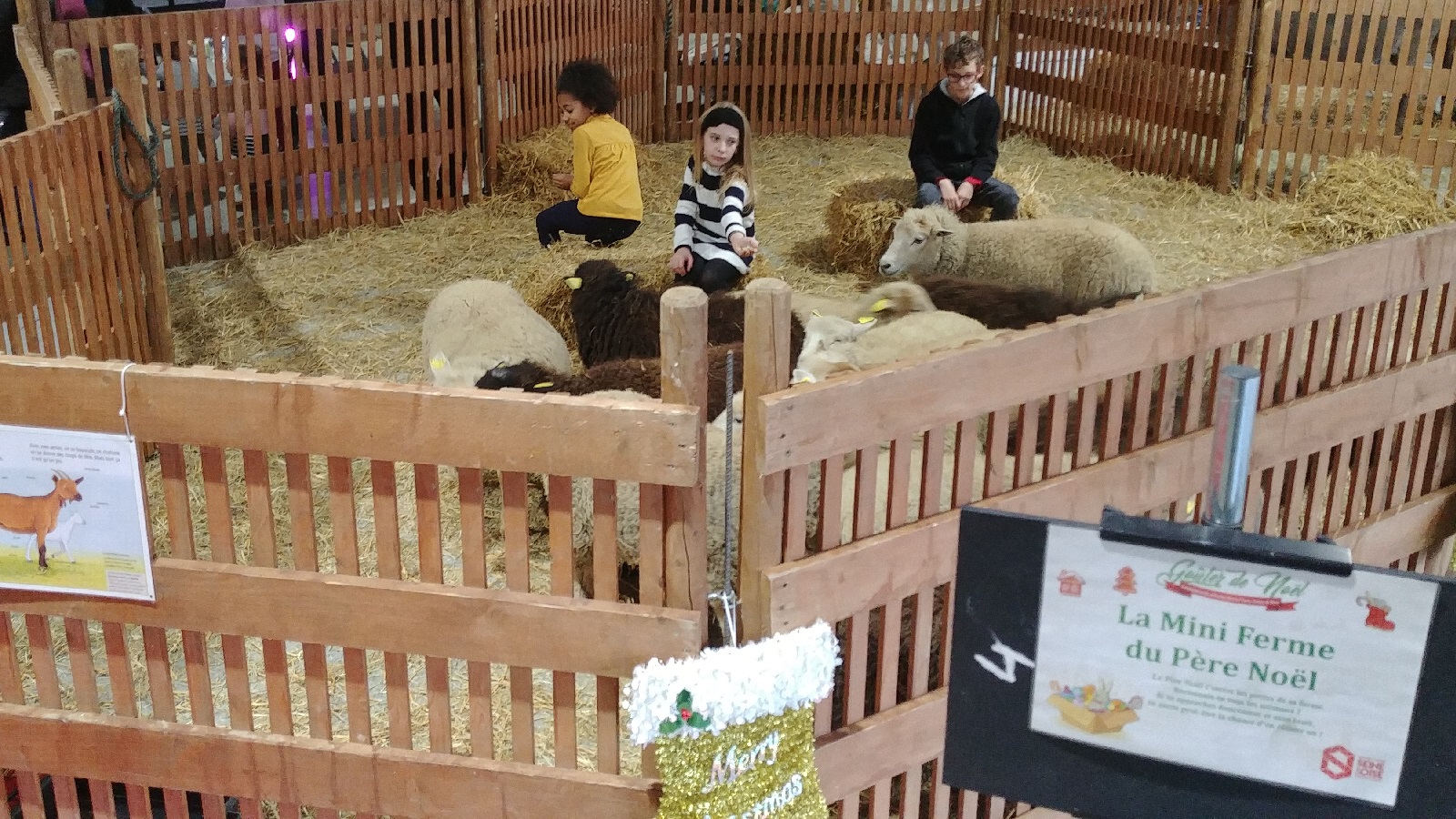 Les animaux de la ferme moutons- animation enfant arbre de noel , family day , theme nature, environement